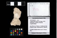 Foto (Objekt + Etikett) von Longodromites excisus (von Meyer, 1857)  (NHMW-GEO-2014-0194-0013)
